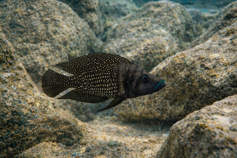 Altolamprologus calvus 'Kapampa'